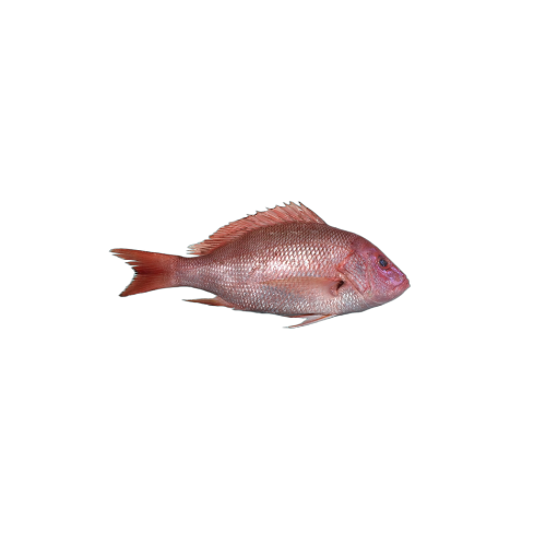 সামুদ্রিক লাল কোরাল